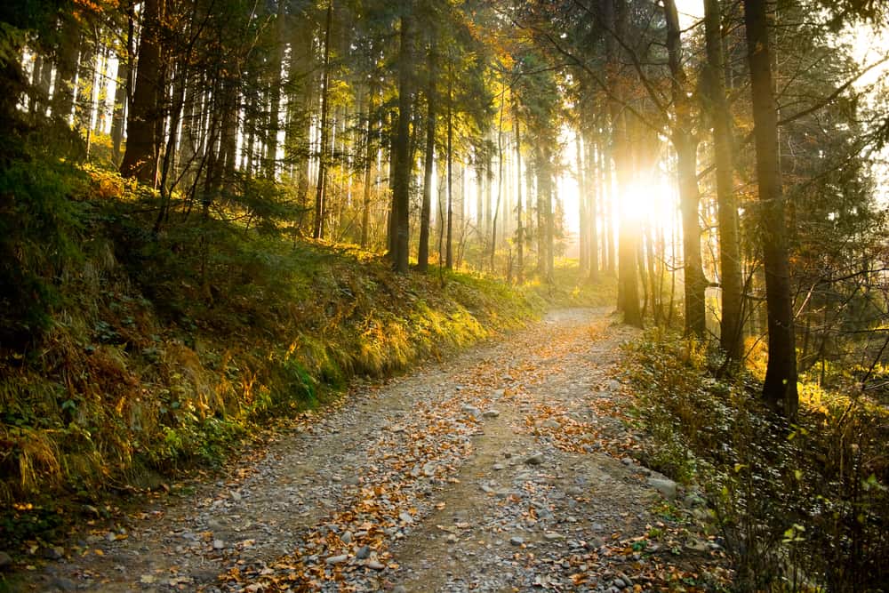 Mountain path flanked by tall autumn forest trees at sunset.